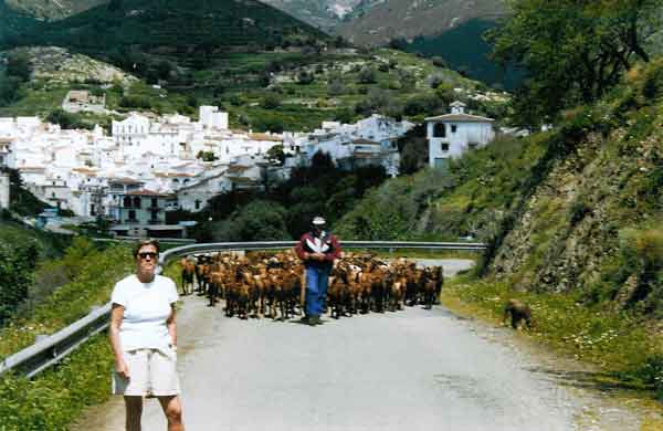 Geiten in Canillas de Aceituno