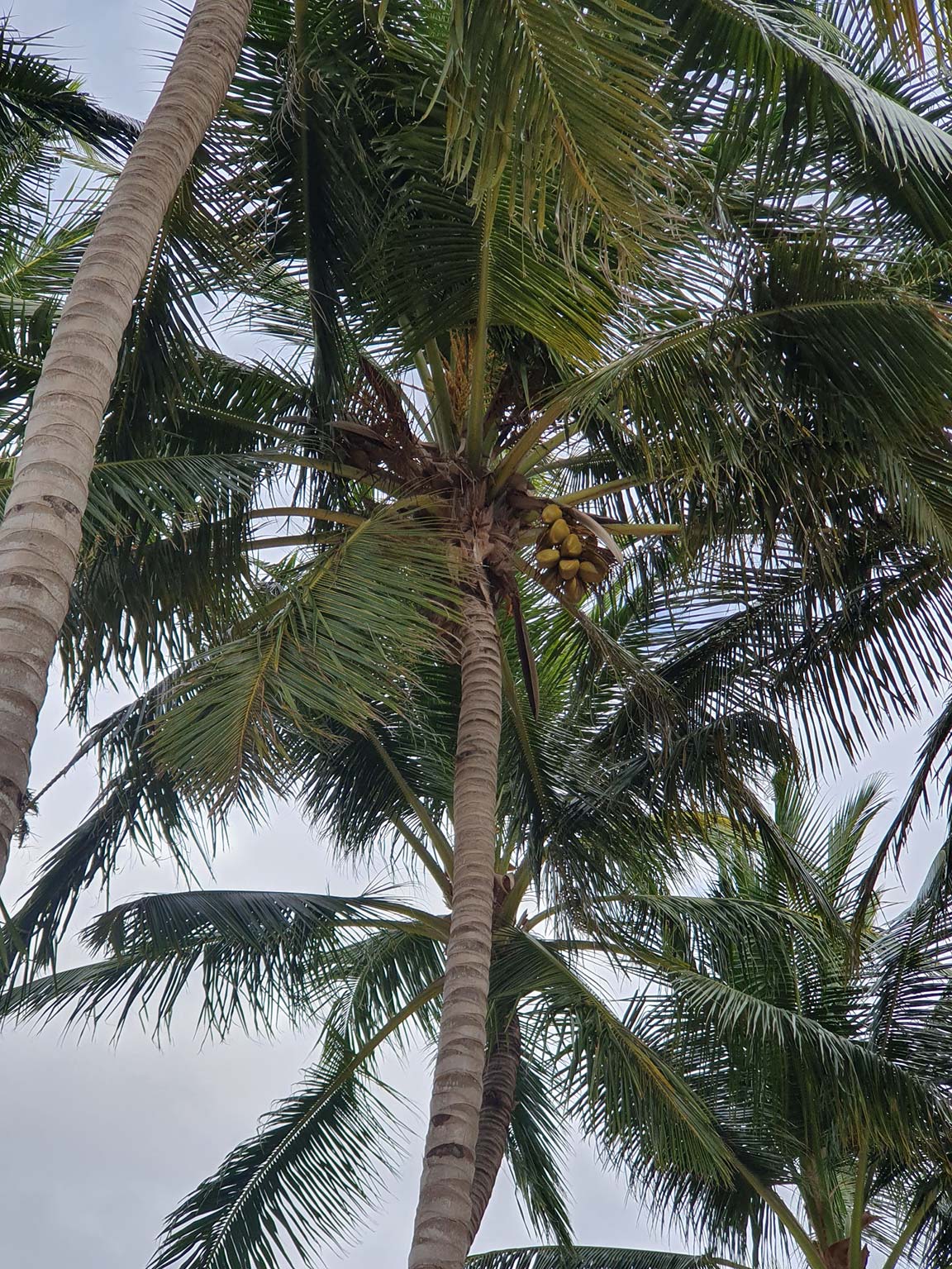 Isla Saona kokospalm