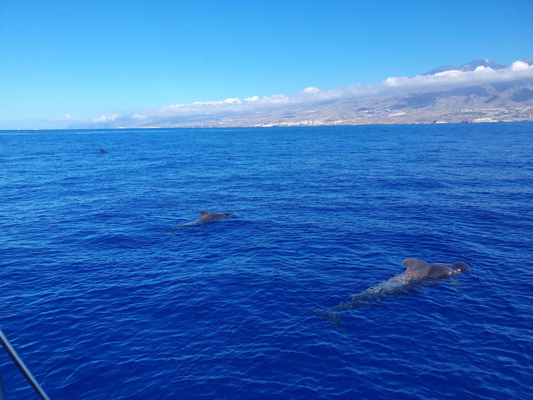 Whales in Tenerife